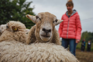 Sheep herding