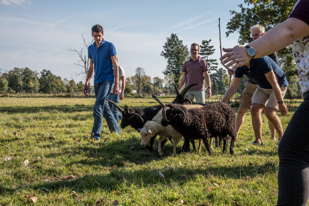 Sheep herding