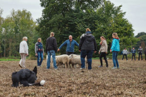 Sheep herding