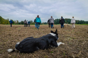 Sheep herding