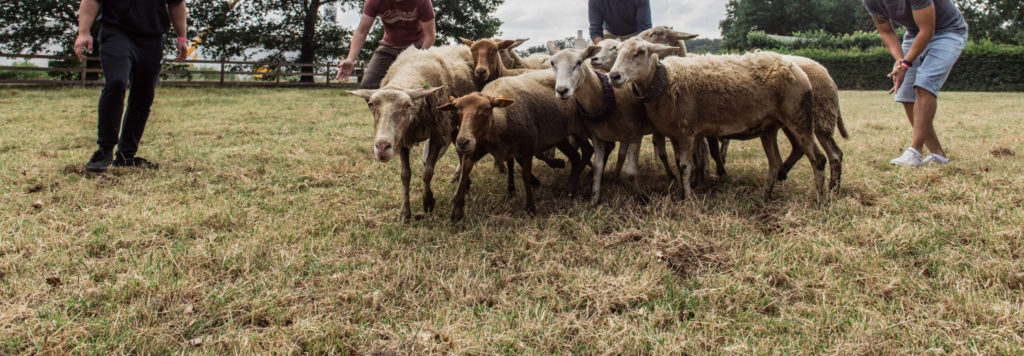 L'élevage de moutons