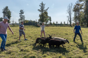 L'élevage de moutons