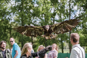 Falconry