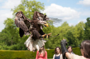 Falconry