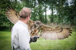 Falconry