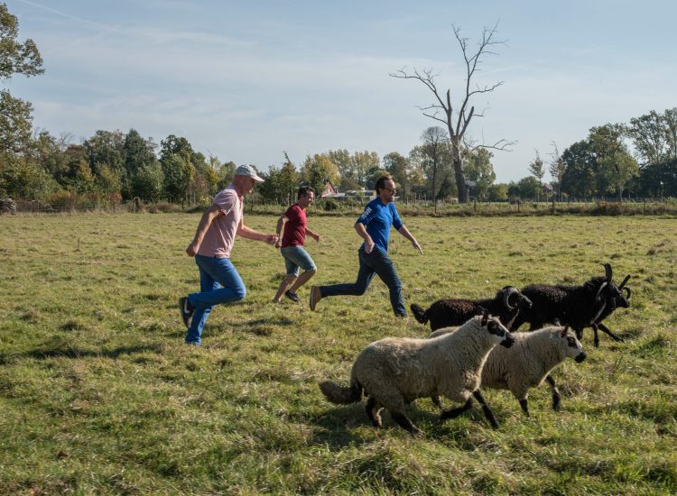 L'élevage de moutons